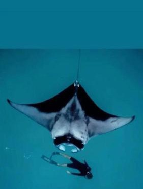 Oceanvine Maldives