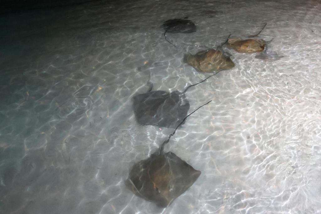 Photo of Others in Dharavandhoo