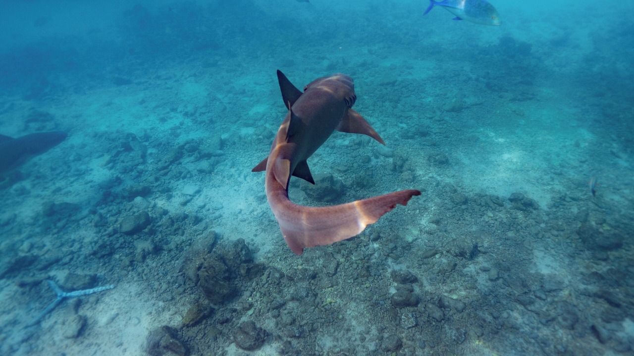 Photo of Others in Thulusdhoo Island