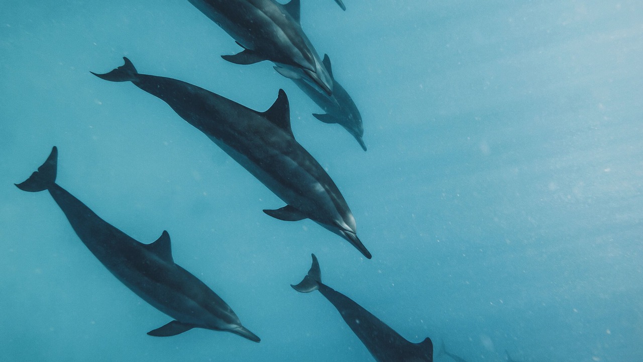 Photo of Others in Thulusdhoo Island