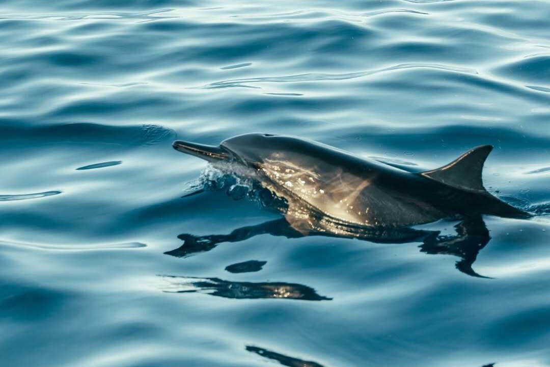 Photo of Others in Gemanafushi