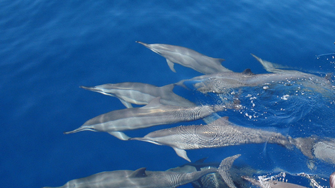 Photo of Others in Manadhoo