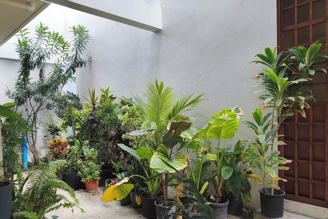 Photo of Outdoor in Thulusdhoo Island