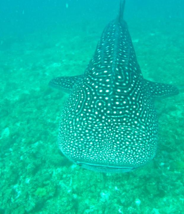 Photo of Others in Dhigurah