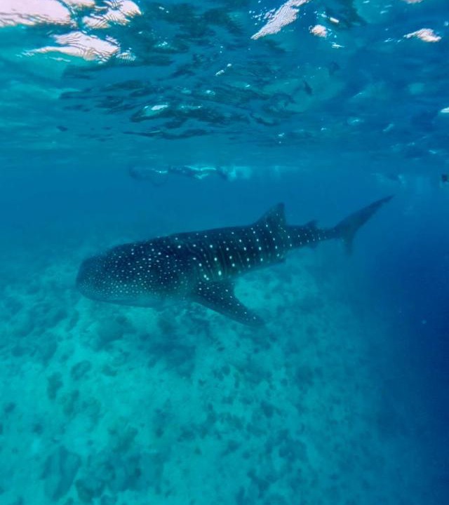 Photo of Others in Dhigurah