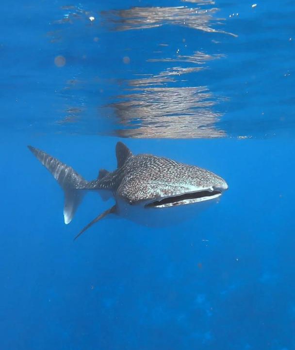 Photo of Others in Dhigurah