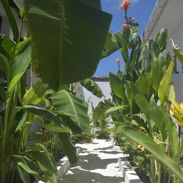 Photo of Others in Dhigurah