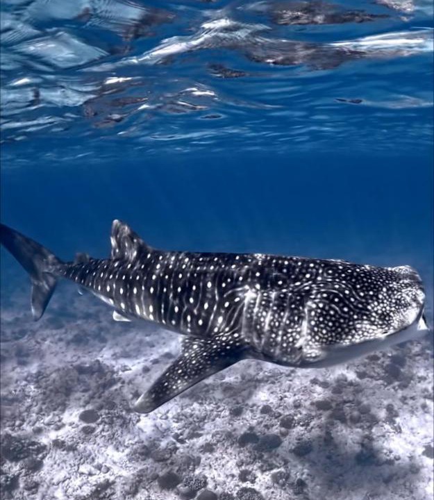 Photo of Others in Dhigurah