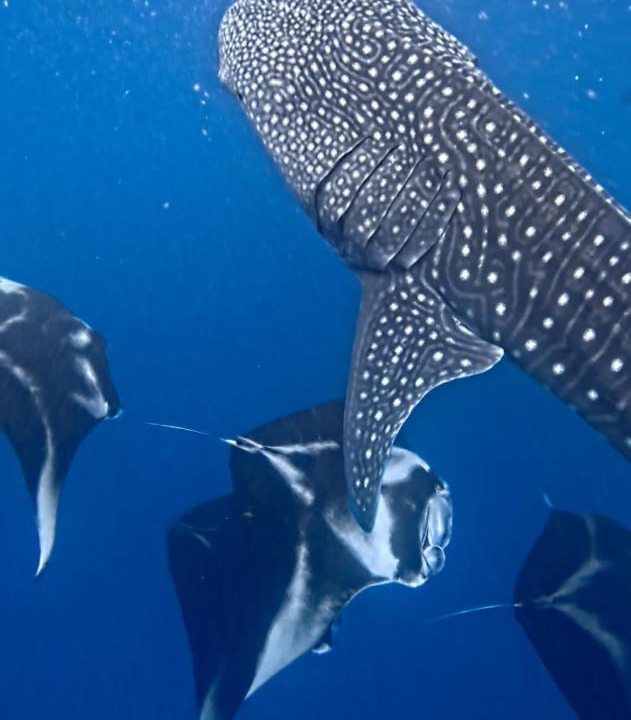 Photo of Others in Dhigurah