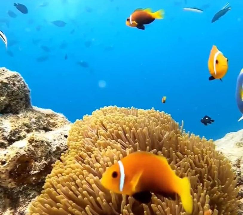 Photo of Others in Maafushi
