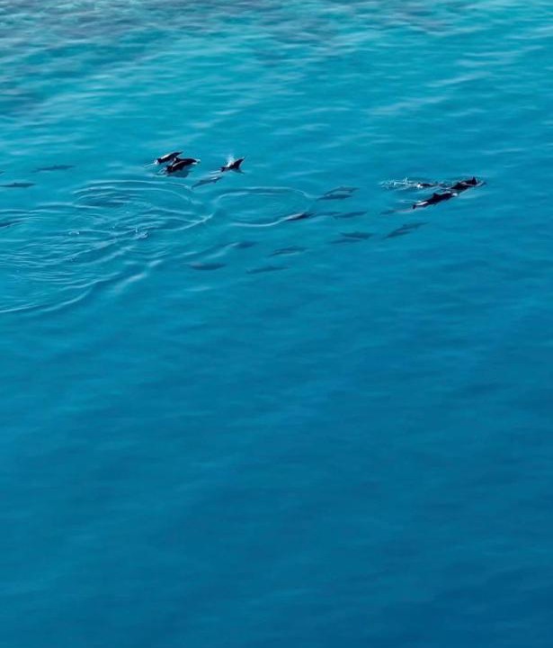 Photo of Others in Maafushi