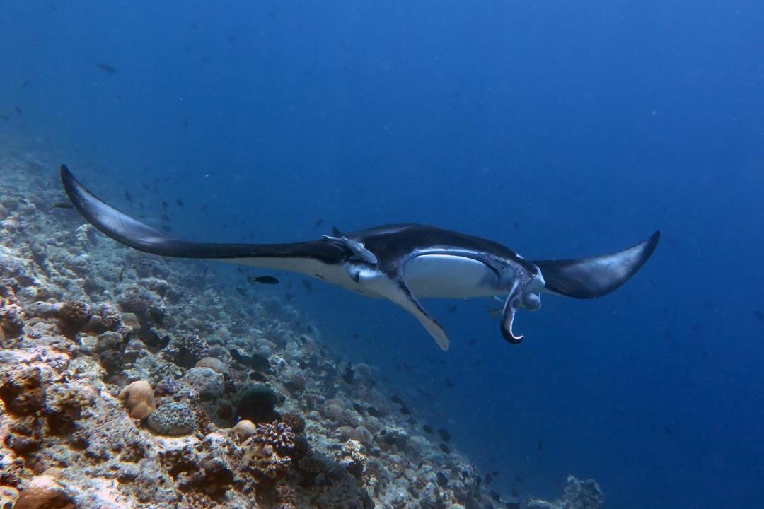 Photo of Others in Dhigurah