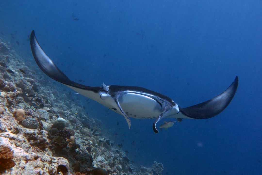 Photo of Others in Dhigurah