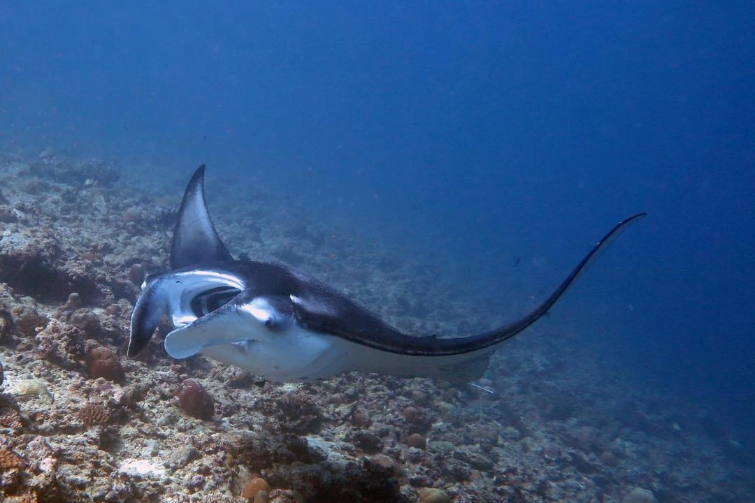 Photo of Others in Dhigurah
