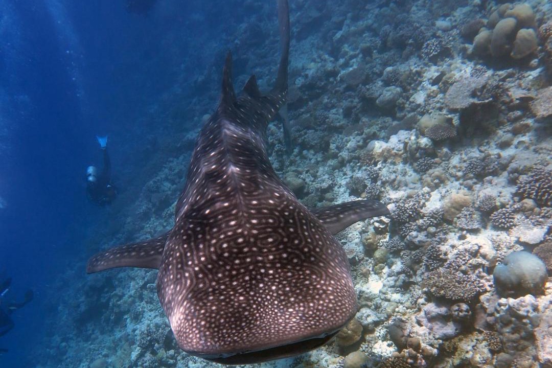 Photo of Others in Dhigurah