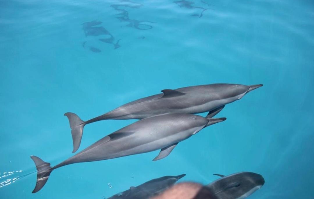 Photo of Others in Ukulhas