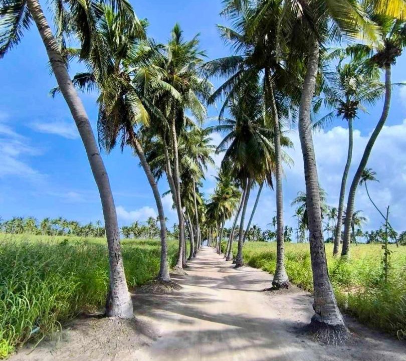 Photo of Others in Thoddoo