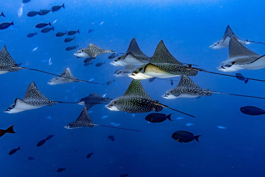 Photo of Others in Hulhudhoo