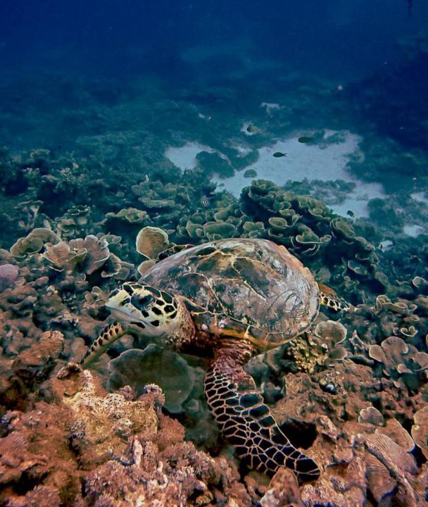Photo of Others in Hulhudhoo