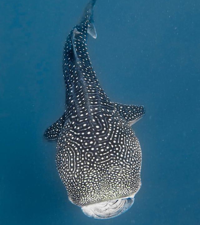 Photo of Others in Kendhoo
