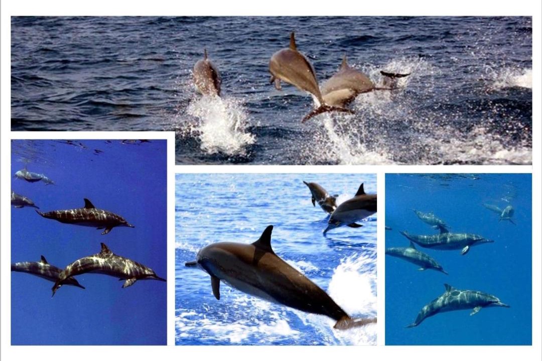 Photo of Others in Dhiffushi