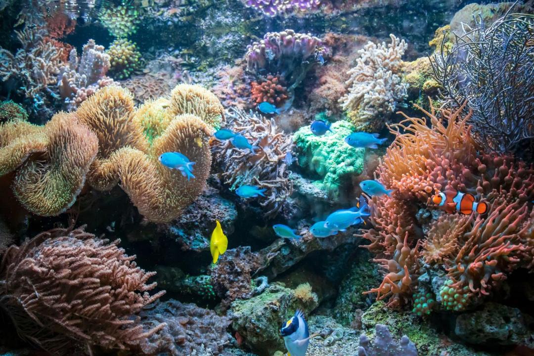 Photo of Others in Dhiffushi