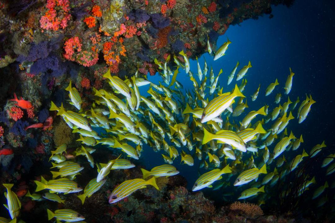 Photo of Others in Dhigurah