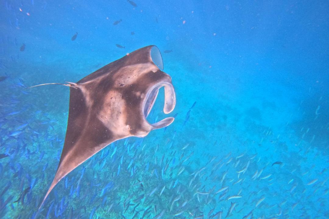Photo of Others in Bodufolhudhoo