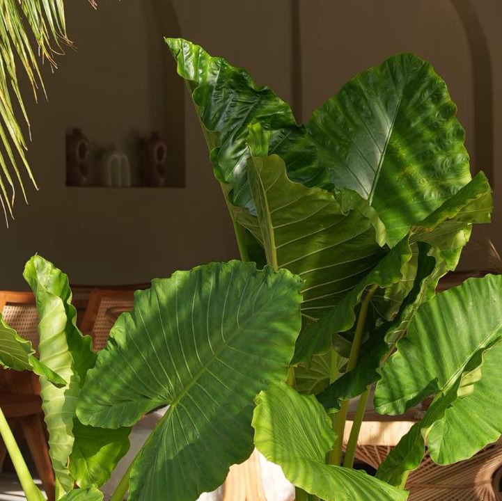 Photo of Others in Thoddoo