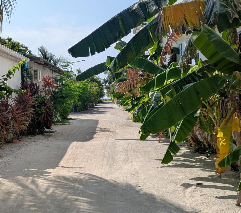 Photo of Others in Dhiffushi