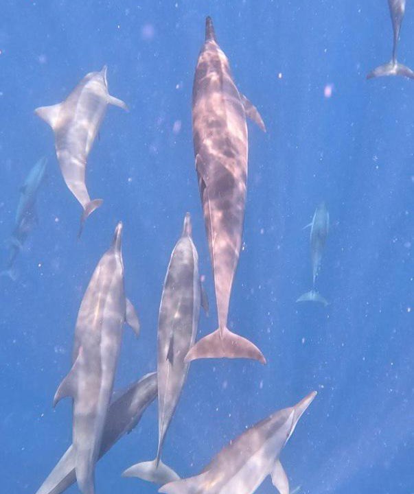 Photo of Others in Dhiffushi