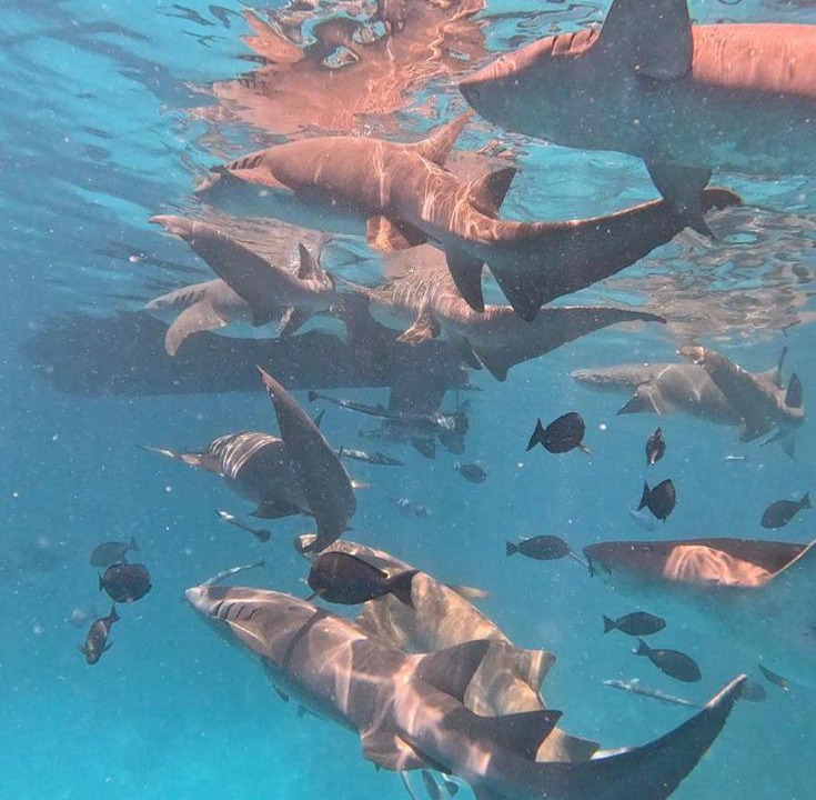 Photo of Others in Dhiffushi