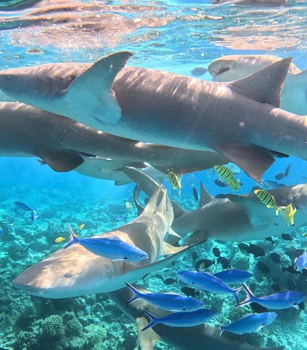 Photo of Others in Ukulhas