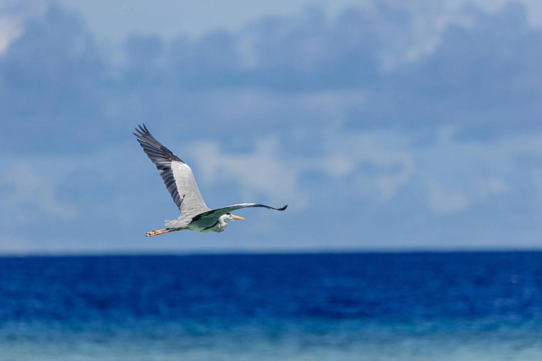 Photo of Others in Fulidhoo