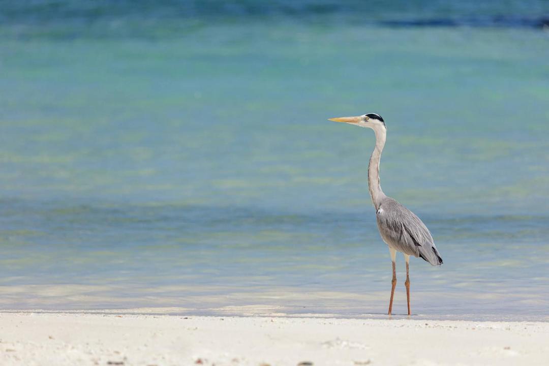 Photo of Others in Fulidhoo