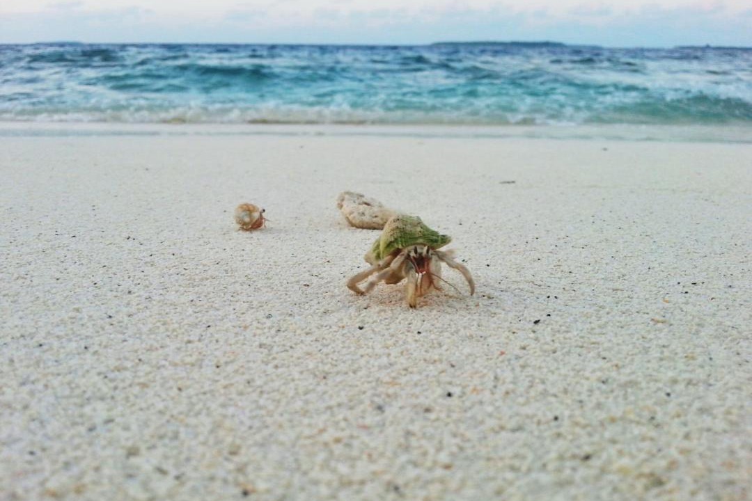 Photo of Others in Dharavandhoo