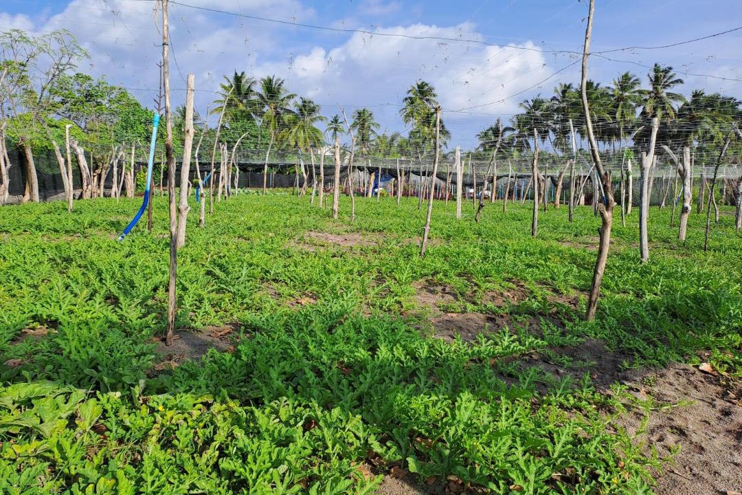 Photo of Others in Thoddoo