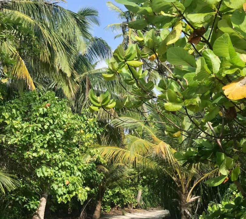 Photo of Others in Fulhadhoo