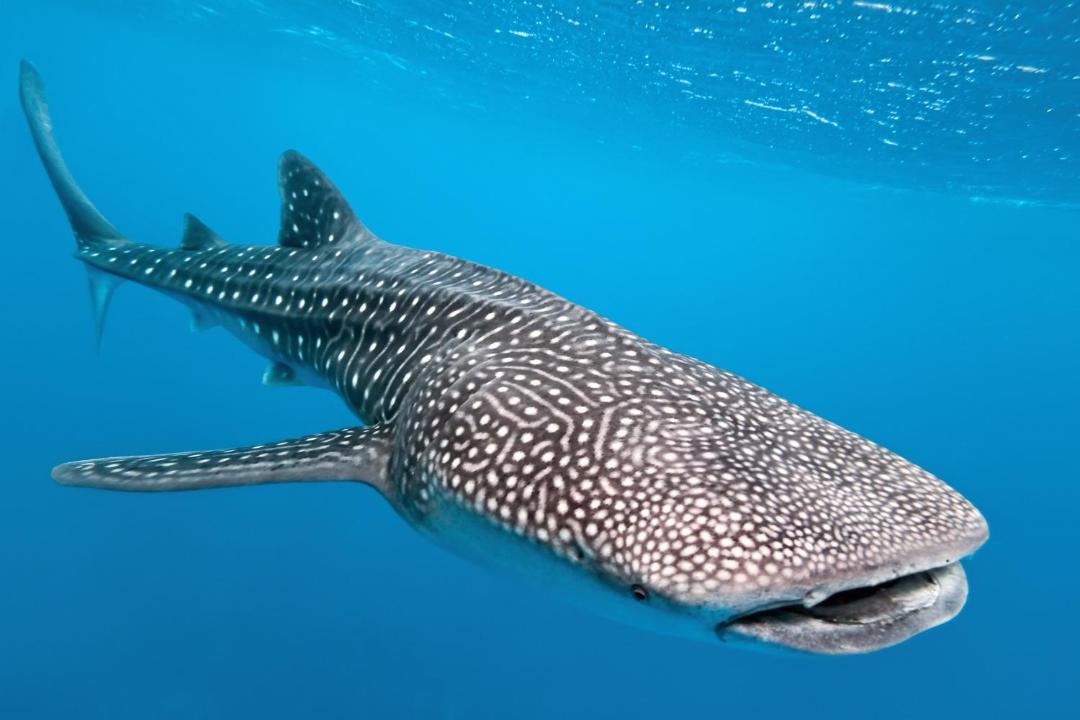 Photo of Others in Maamigili