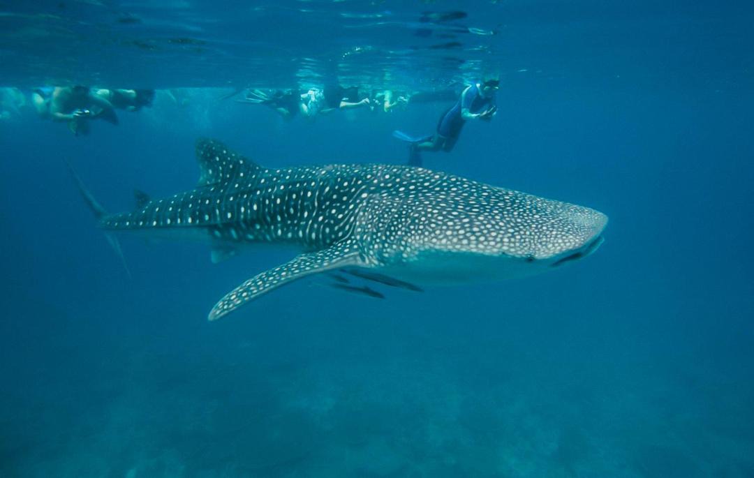 Photo of Others in Huvahendhoo