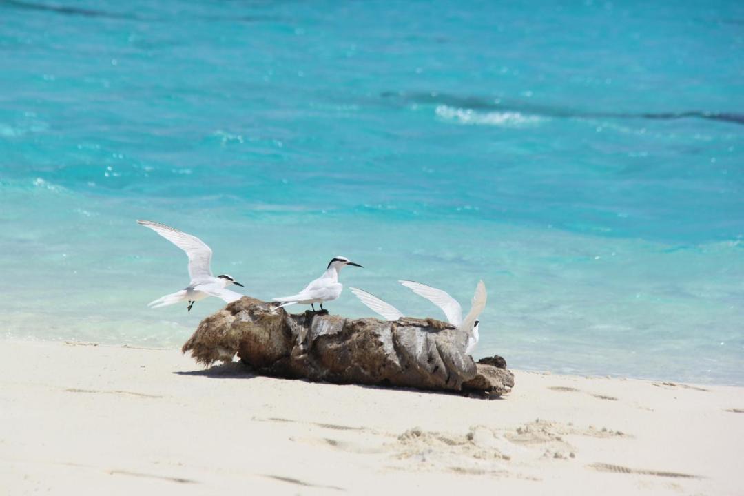 Photo of Others in Rasdhoo