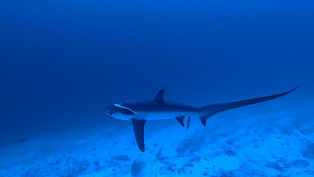Photo of Others in Fuvahmulah