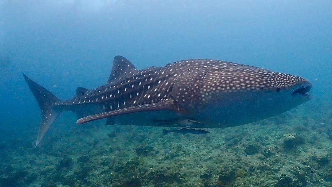 Photo of Others in Dhigurah