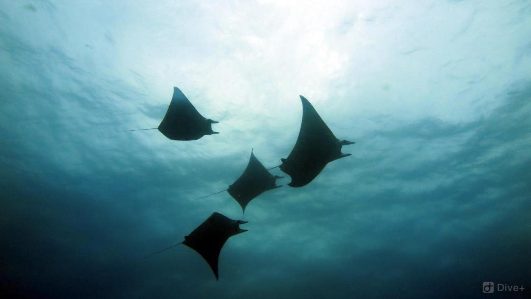Photo of Others in Rasdhoo