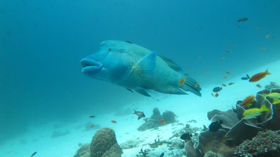 Photo of Others in Rasdhoo