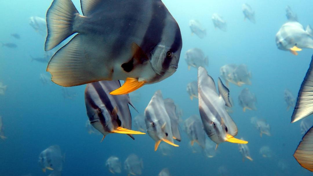 Photo of Others in Rasdhoo