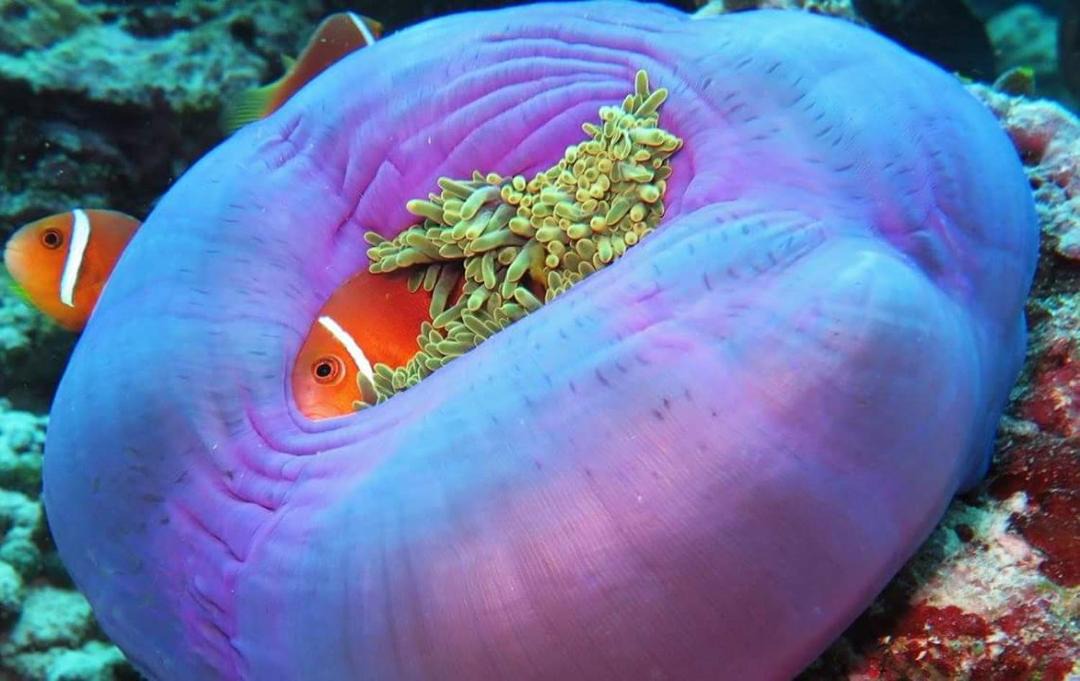 Photo of Others in Rasdhoo