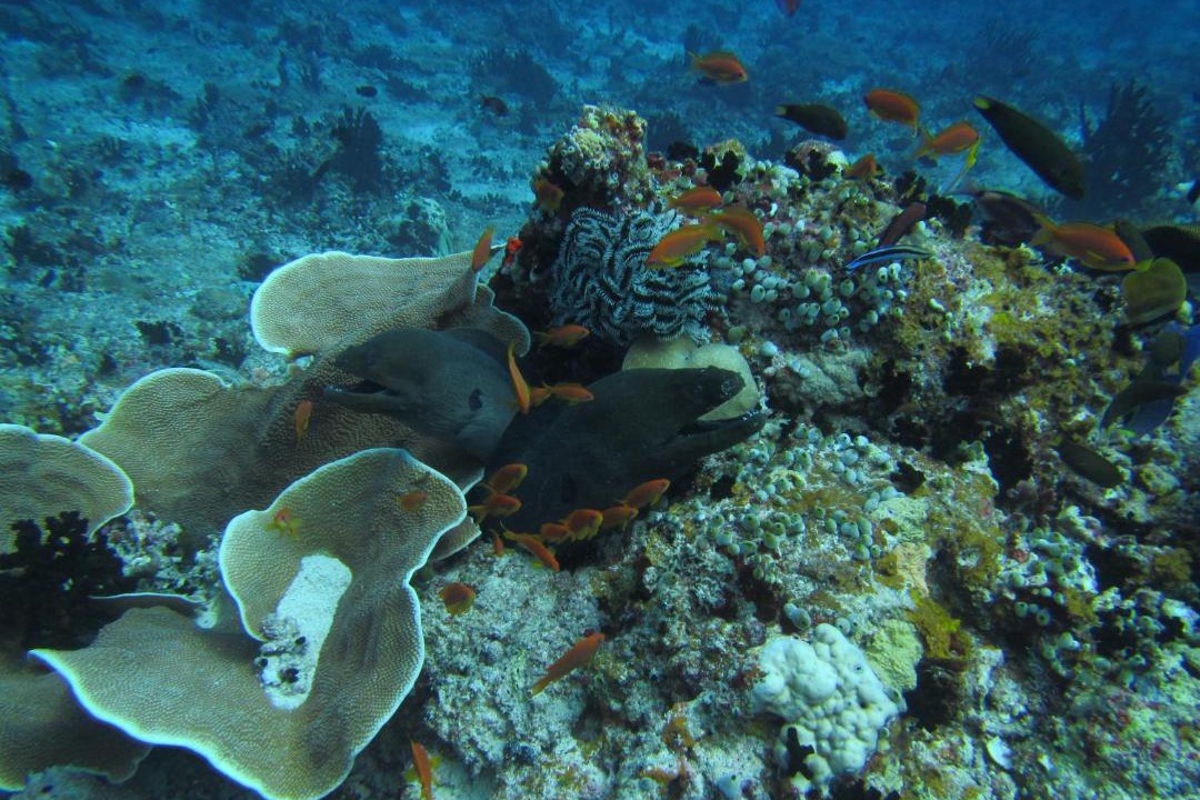 Photo of Others in Emboodhoo