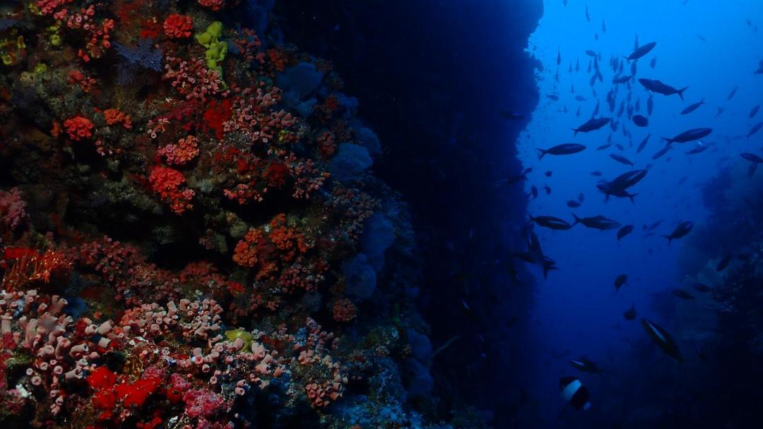 Photo of Others in Dhigurah