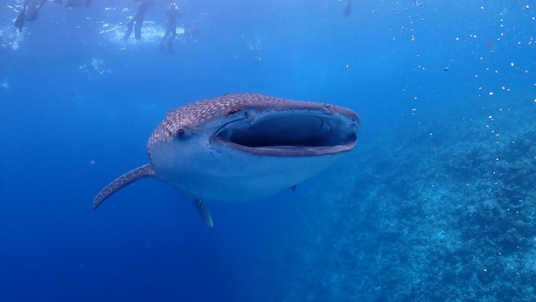 Photo of Others in Dhigurah